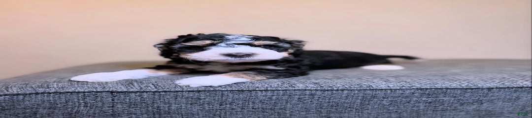 Skipper