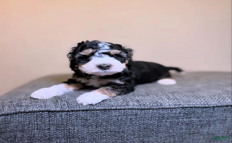 Mini Aussiedoodle dogs for sale - Ad 2