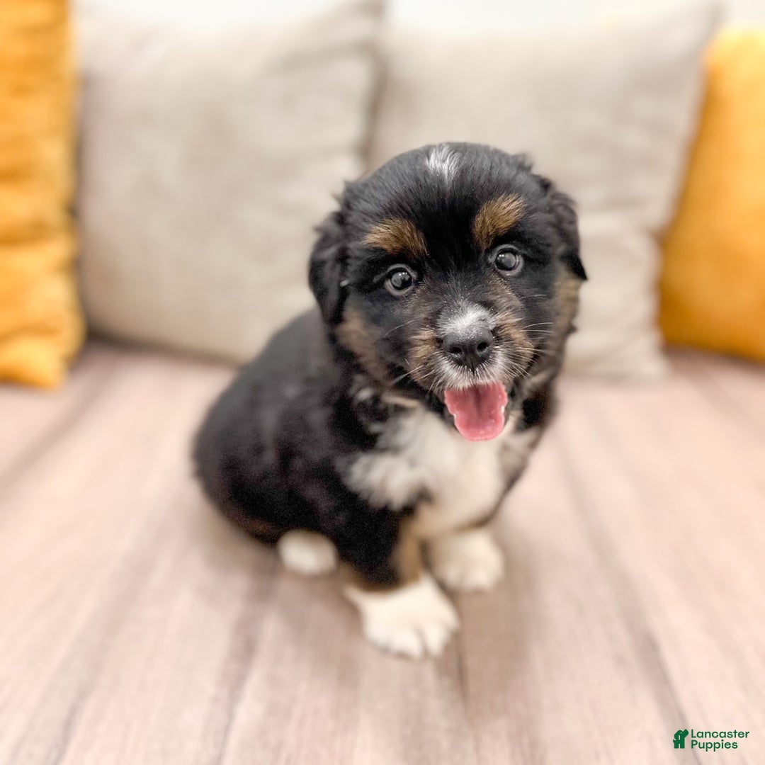 Australian Shepherd dogs for sale: Oscar - Image 15