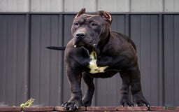 American Bully dogs for sale: Red Collar - Image 10