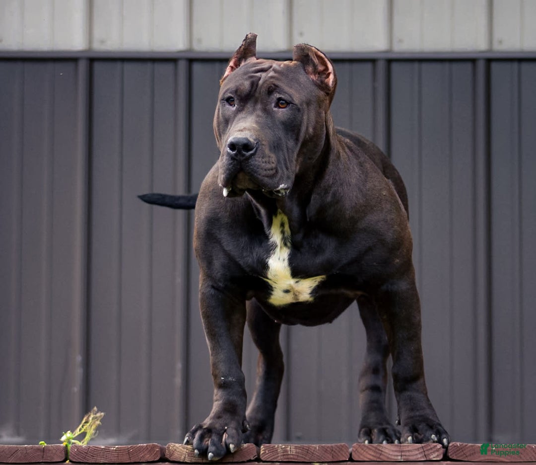 American Bully dogs for sale: Red Collar - Image 10