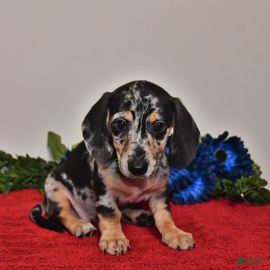 Miniature Dachshund dogs for sale: Allie - Image 3