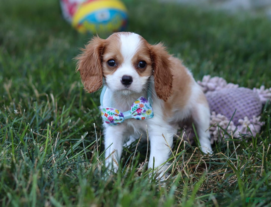Cavalier King Charles Spaniel dogs for sale: Cody - Image 3