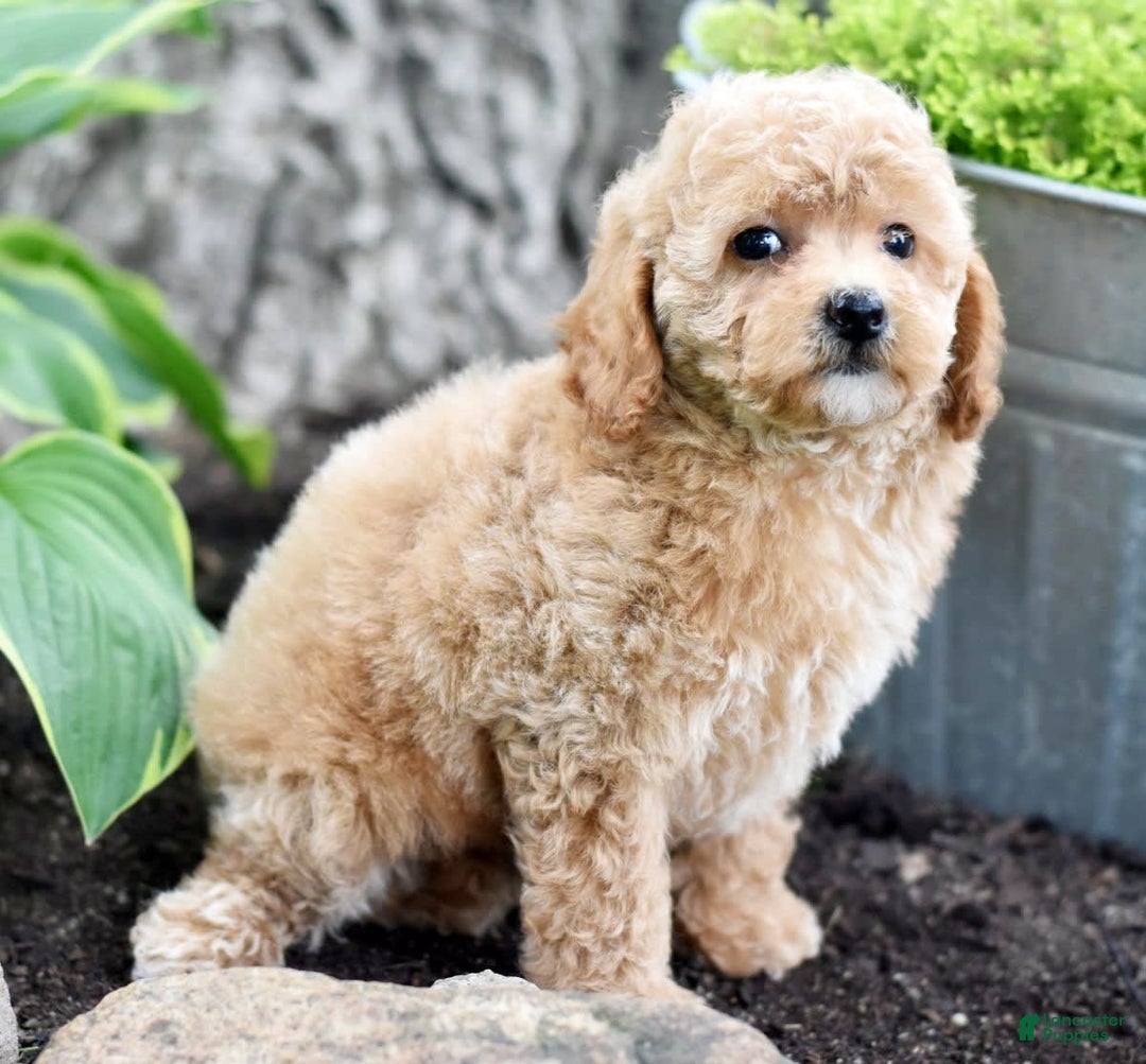 Toy Poodle dogs for sale: Tulip - Image 8