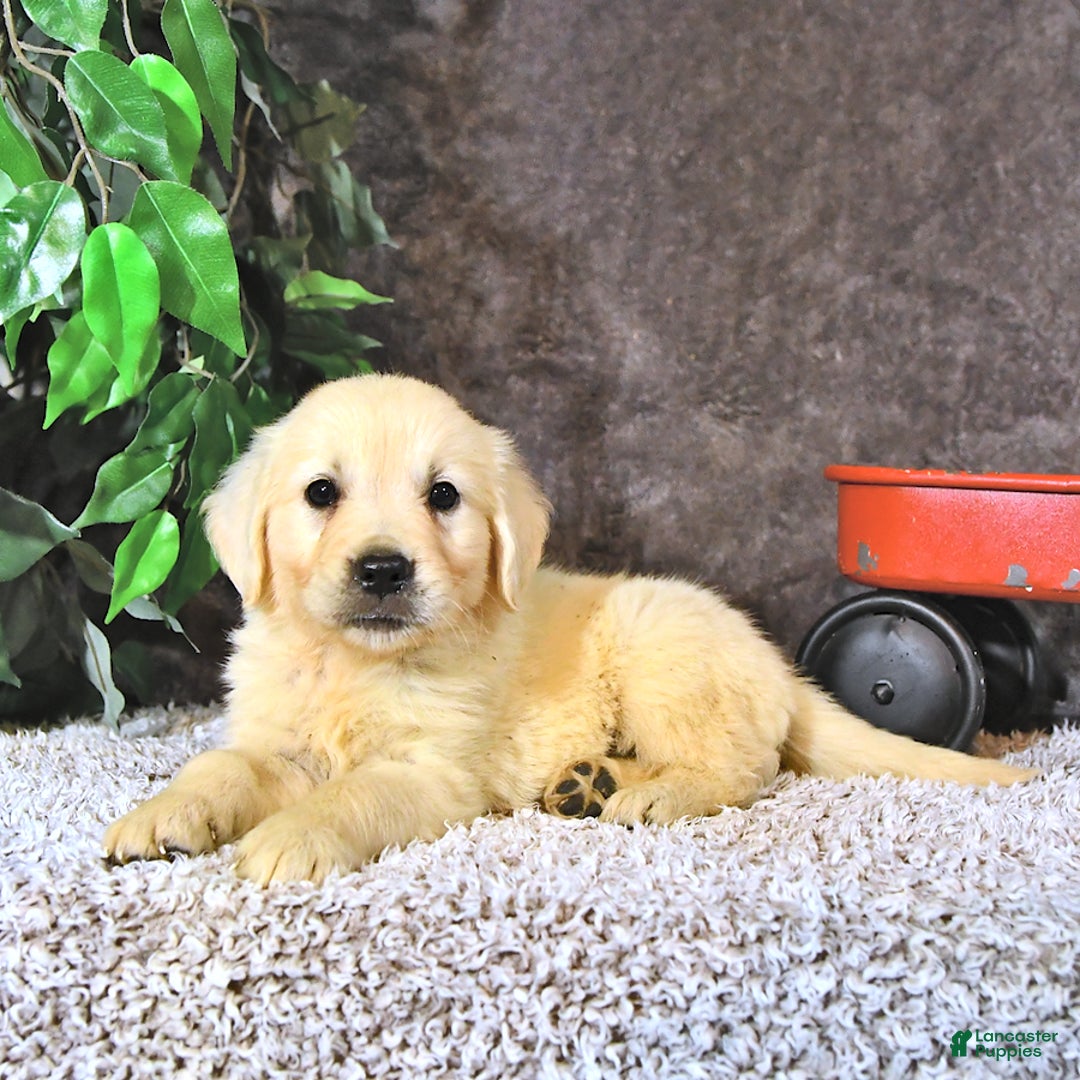 Golden Retriever dogs for sale: Charlie - Image 1