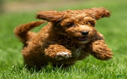 Goldendoodle dogs for sale: Ashley - Image 7
