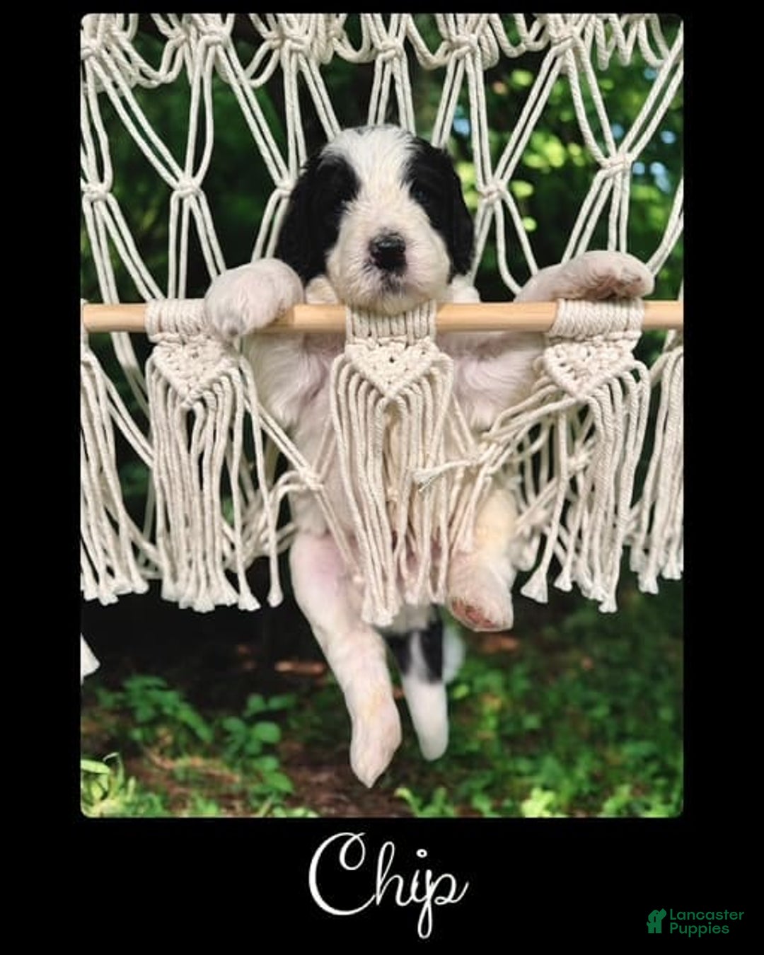 Bernedoodle dogs for sale: Chip - Image 3