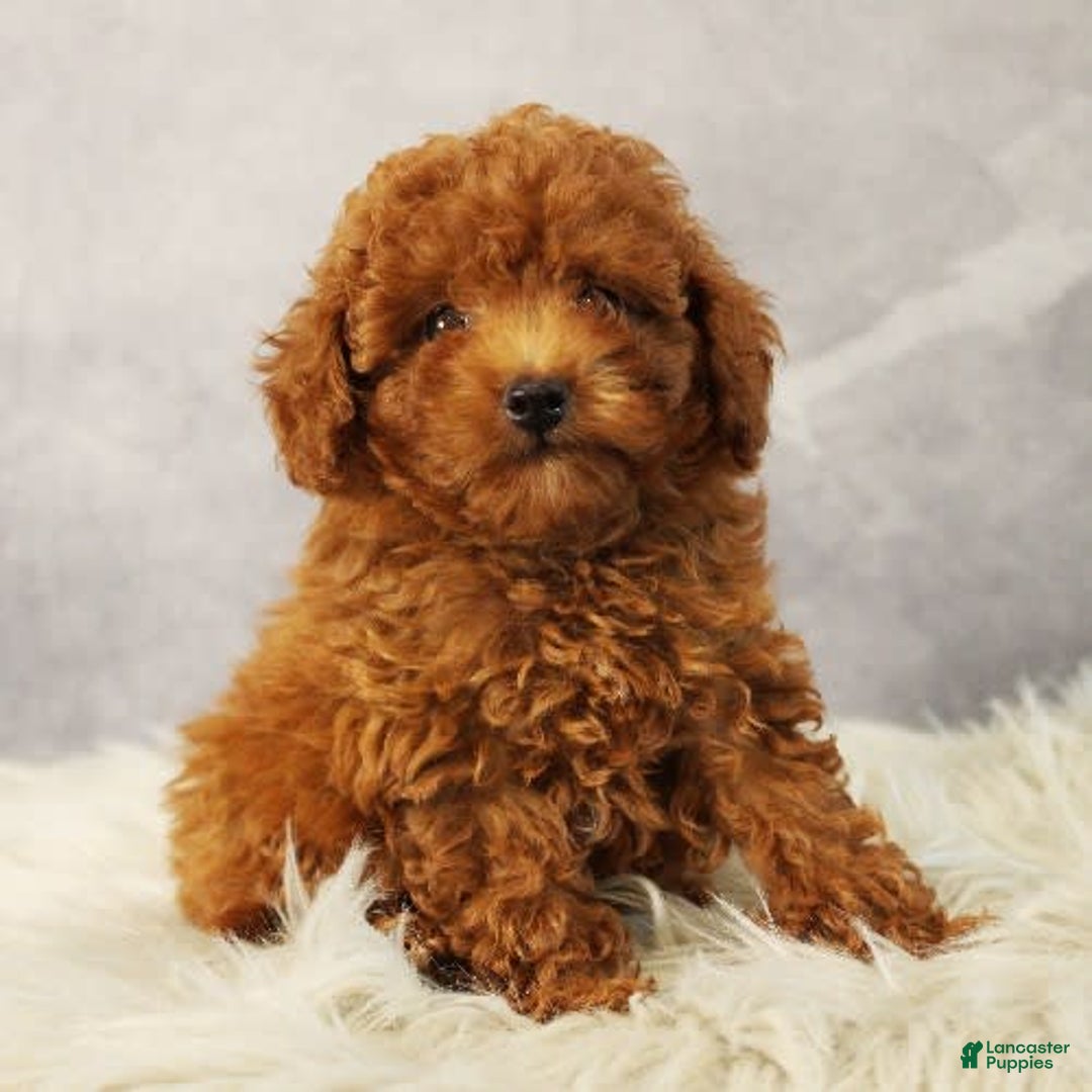 Toy Poodle dogs for sale: Sunshine - Image 5