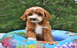 Mini Goldendoodle dogs for sale: Emma - Image 15