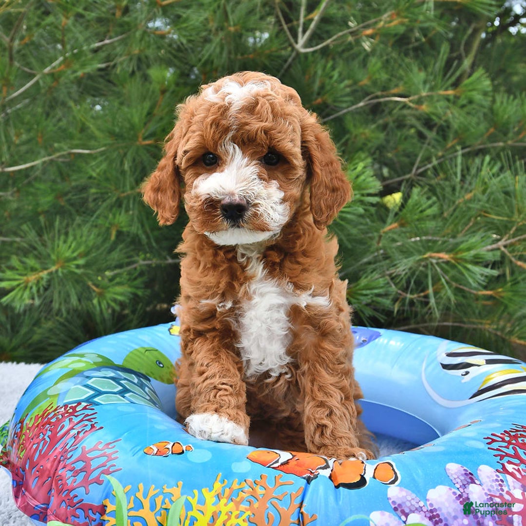 Mini Goldendoodle dogs for sale: Emma - Image 15