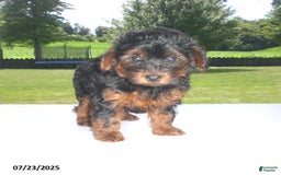 Yorkiepoo dogs for sale: Mia - Image 23
