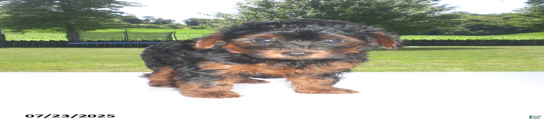 Mia