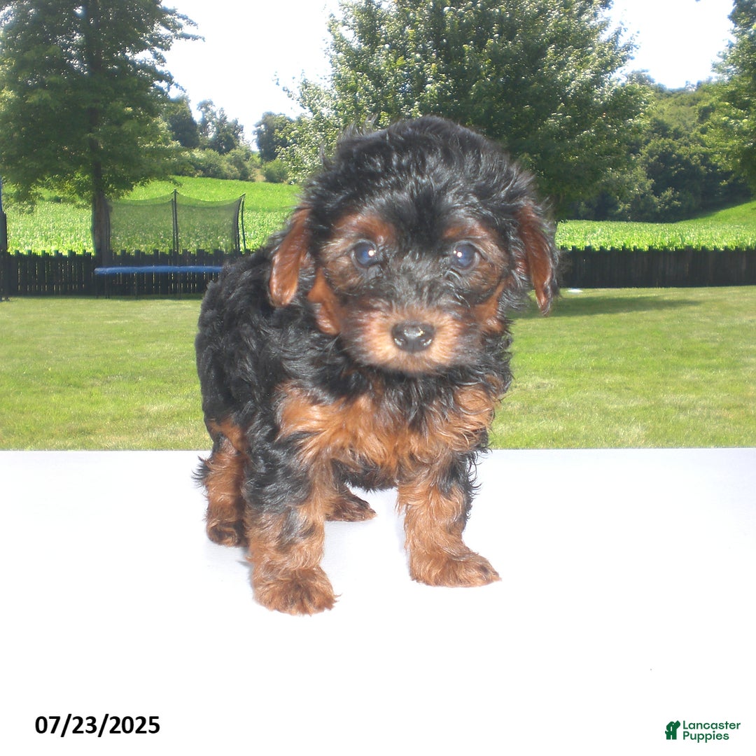 Yorkiepoo dogs for sale: Mia - Image 23