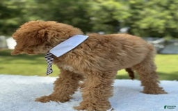 Goldendoodle dogs for sale: Bingo - Image 5