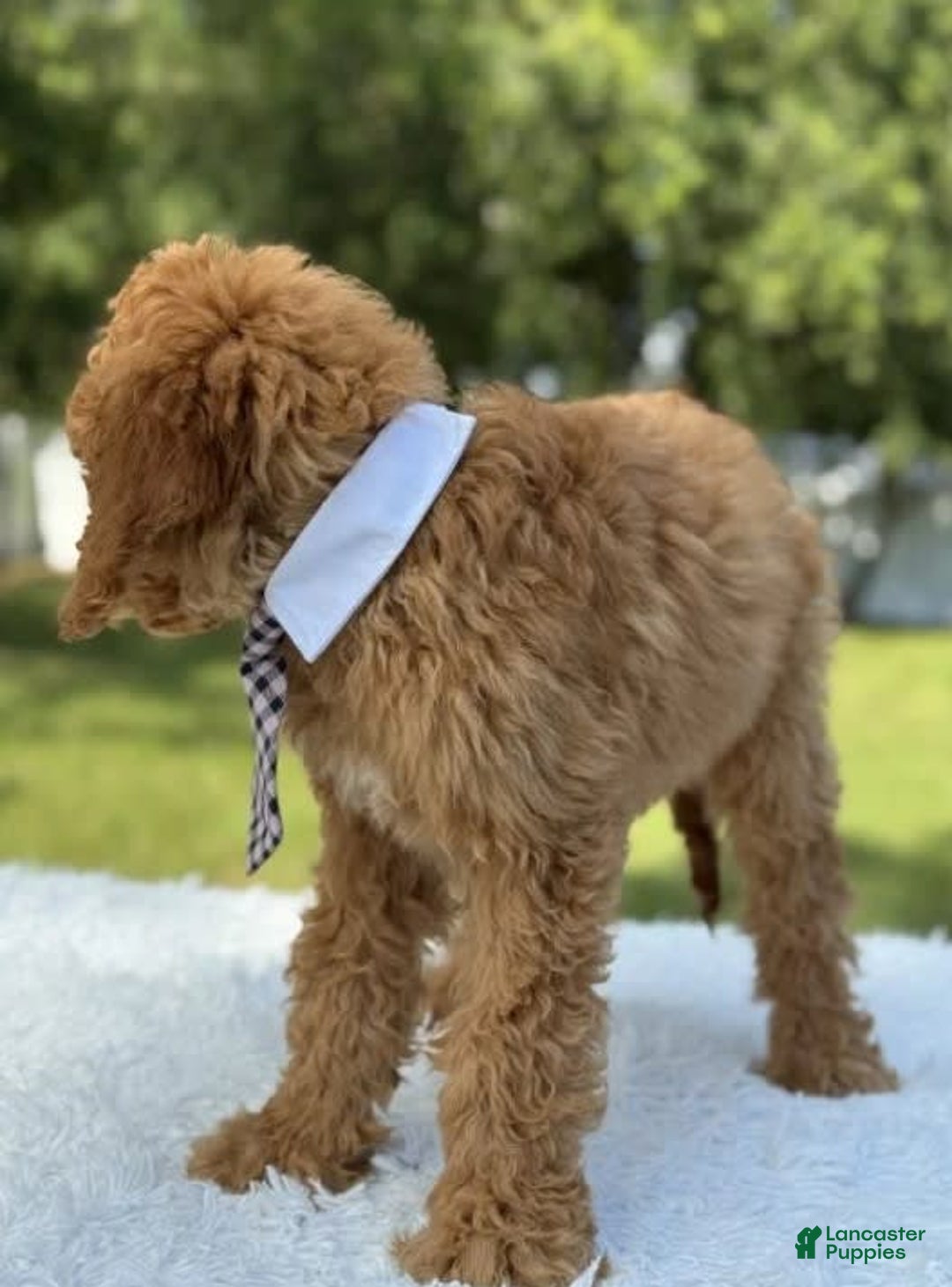 Goldendoodle dogs for sale: Bingo - Image 5