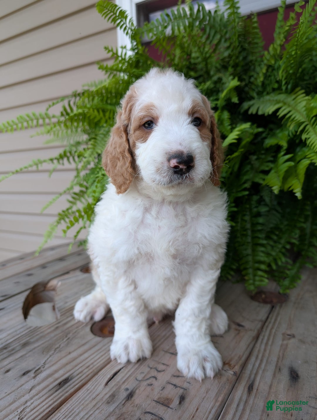 Goldendoodle dogs for sale: Ace - Image 16