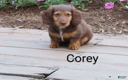 Dachshund dogs for sale: Corey - Image 3
