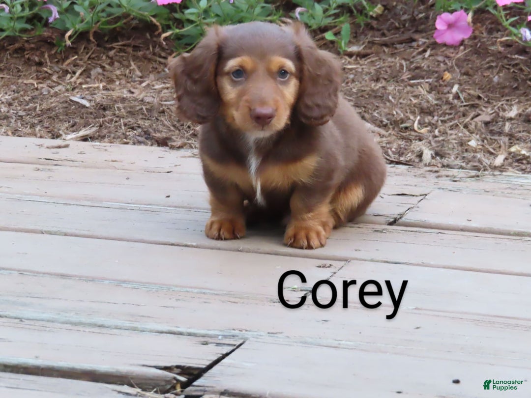 Dachshund dogs for sale: Corey - Image 3