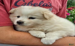 American Eskimo dogs for sale: Leah - Image 3