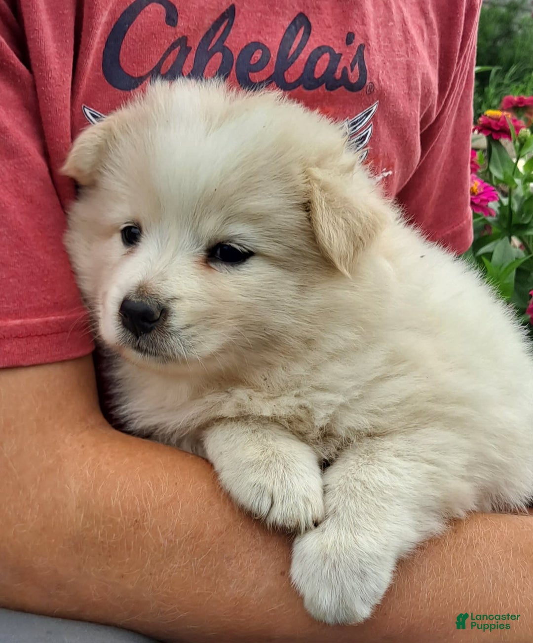 American Eskimo dogs for sale: Leah - Image 3