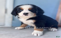 Bernese Mountain Dog dogs for sale: Male - Image 3