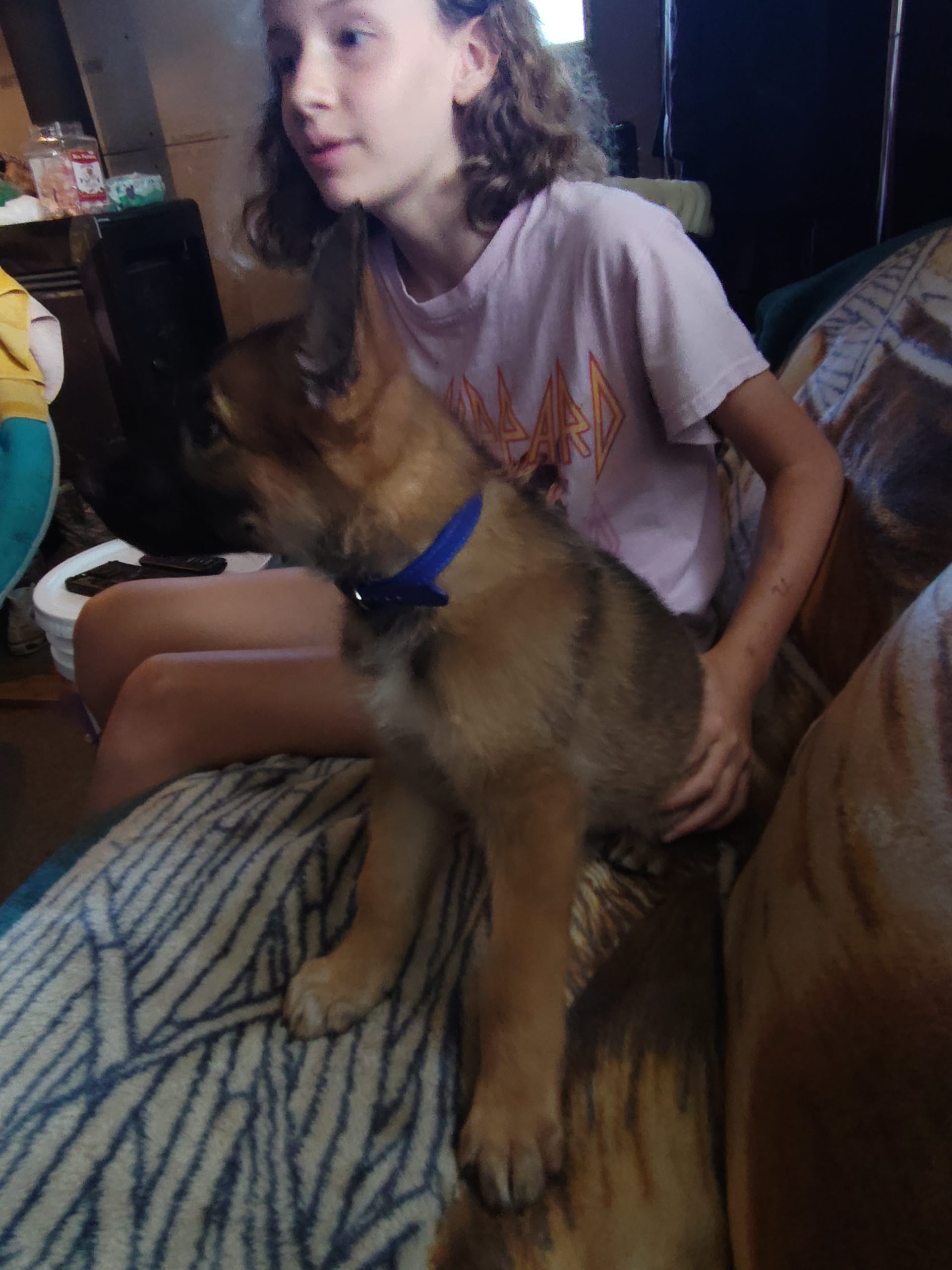 German Shepherd dogs for sale: Sam - Image 4