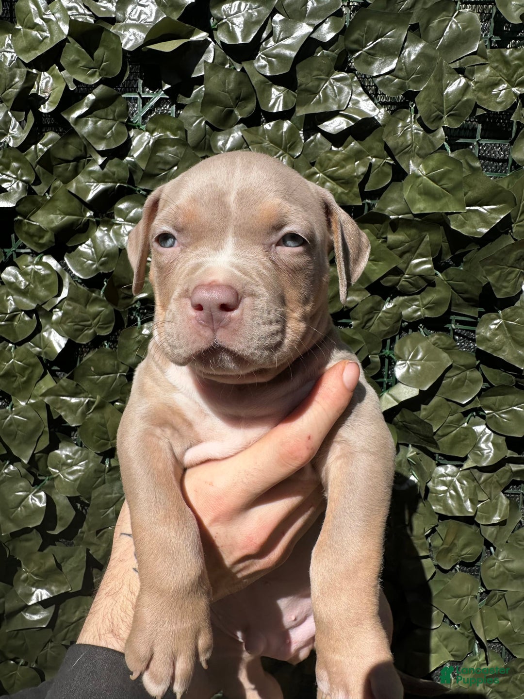American Bully dogs for sale: Raine - Image 1