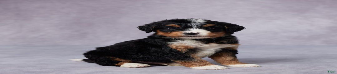 Ax