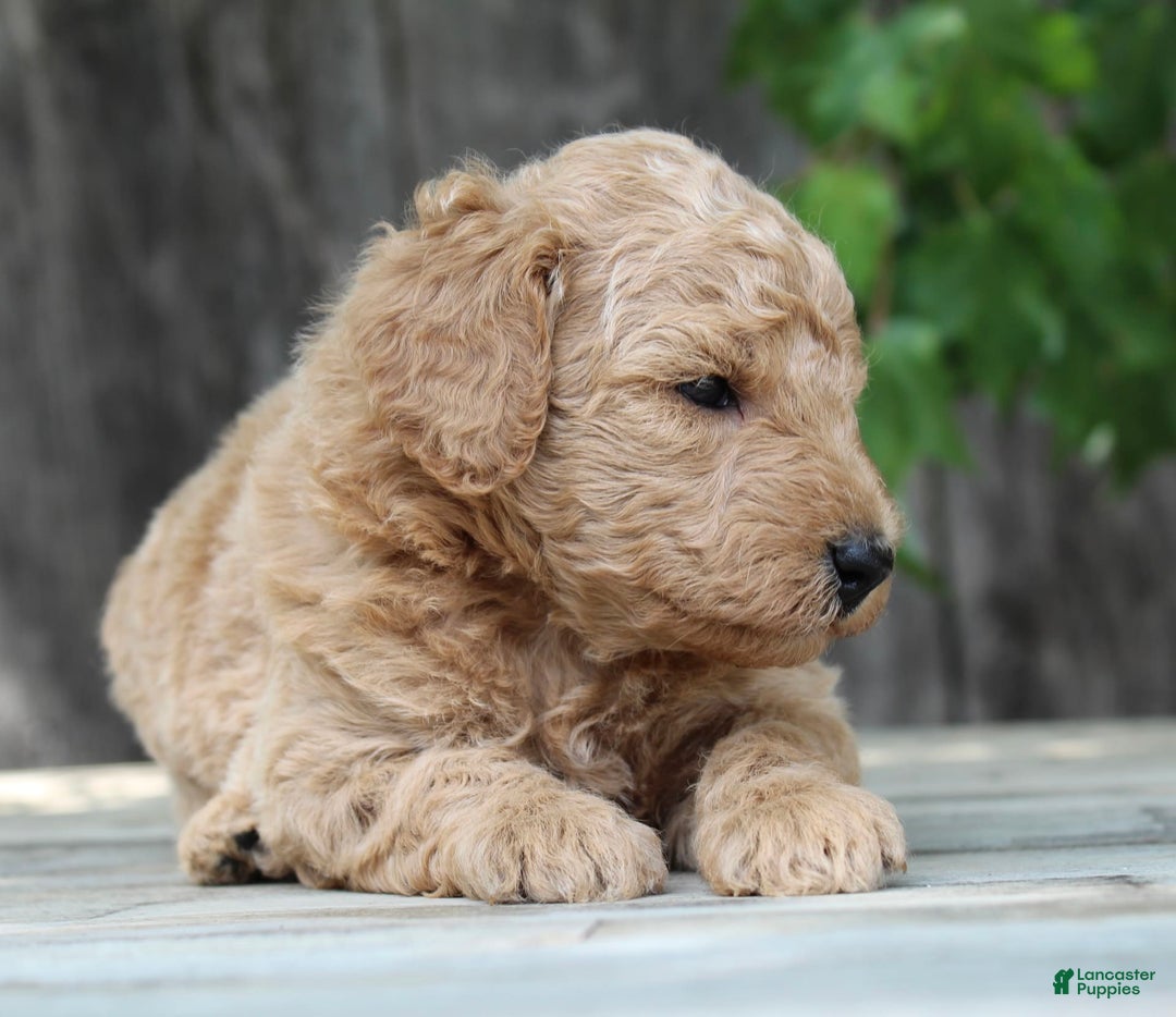 Standard Poodle dogs for sale: Bristol Moyen - Image 6
