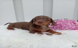 Dachshund dogs for sale: Cocoa - Image 3