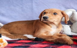 Beagle dogs for sale: Charlie - Image 12