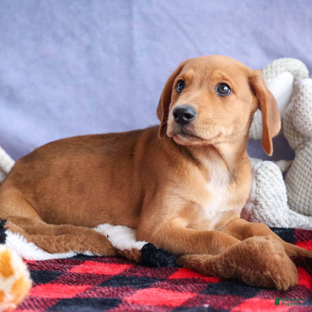 Beagle dogs for sale: Charlie - Image 12