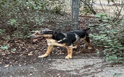 Catahoula Leopard Dog dogs for sale: Jameson - Image 3