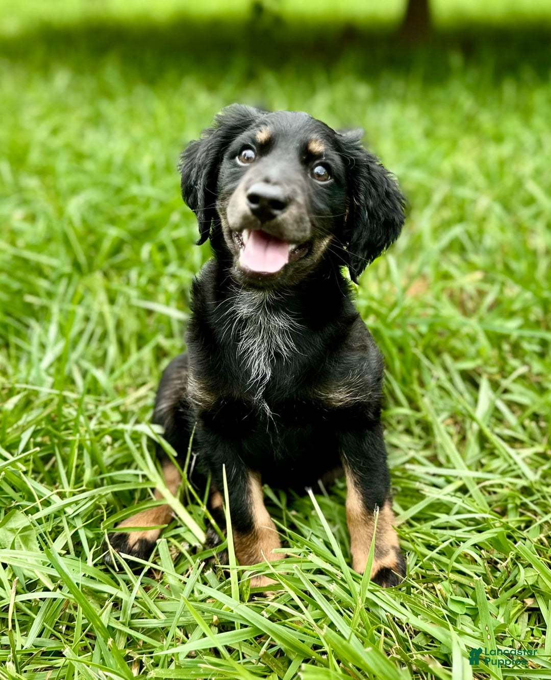 Dachshund dogs for sale: Molasses - Image 5
