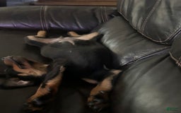 Rottweiler dogs for sale: Lylah - Image 5
