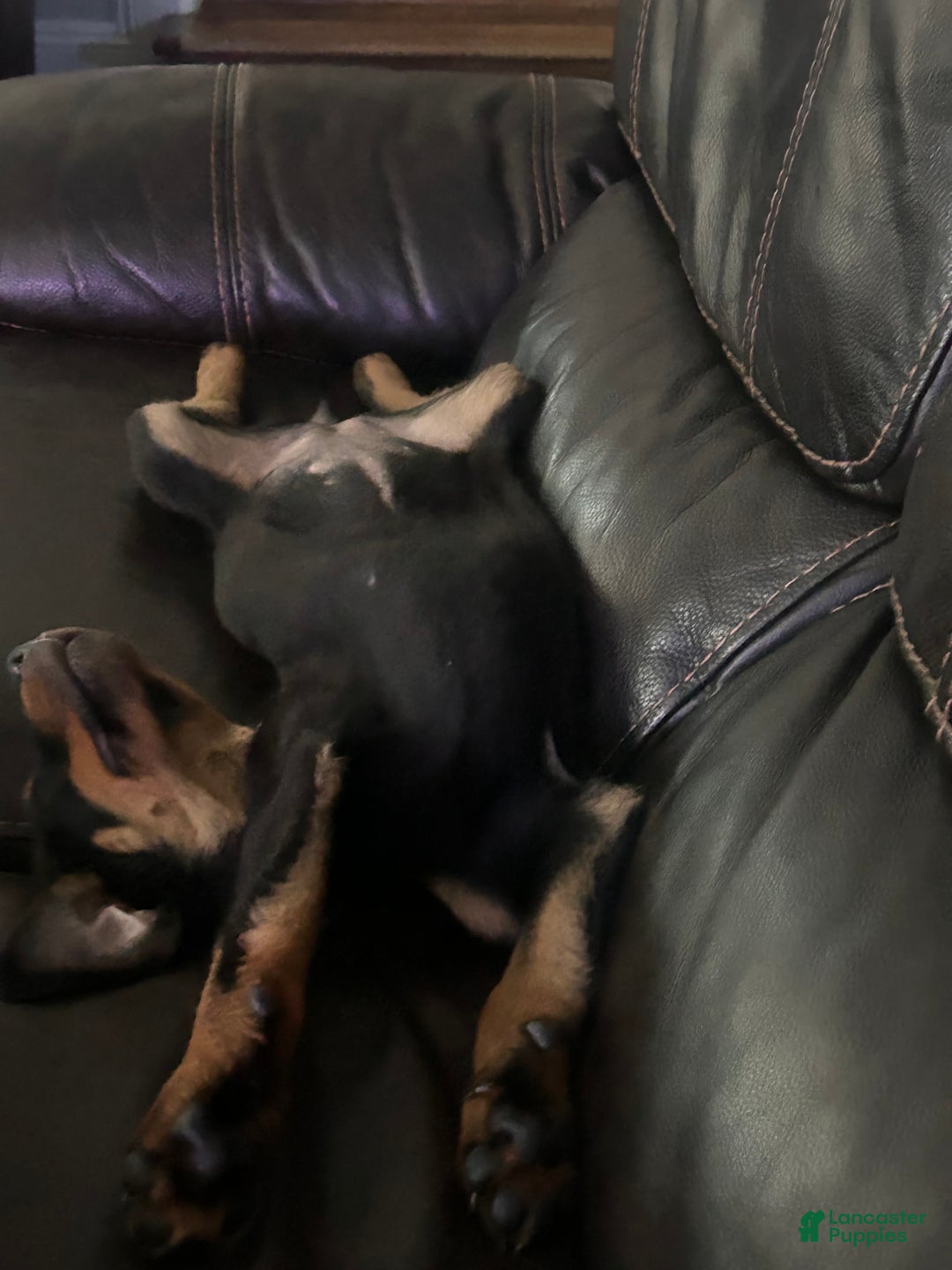 Rottweiler dogs for sale: Lylah - Image 5