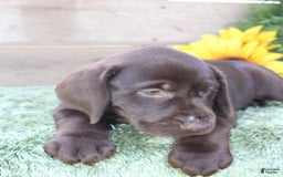 Labrador Retriever dogs for sale: Sally - Image 2
