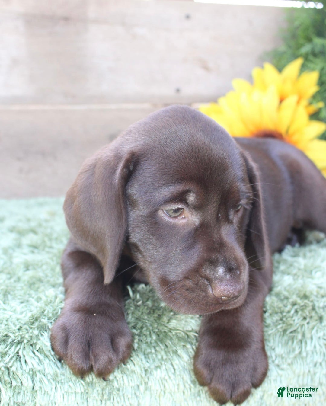 Labrador Retriever dogs for sale: Sally - Image 2