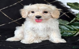 Maltese dogs for sale: EMMY LOU - Image 1