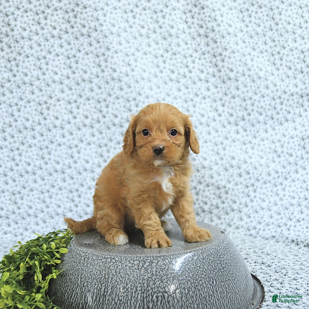 Cavapoo dogs for sale: Romeo - Image 1