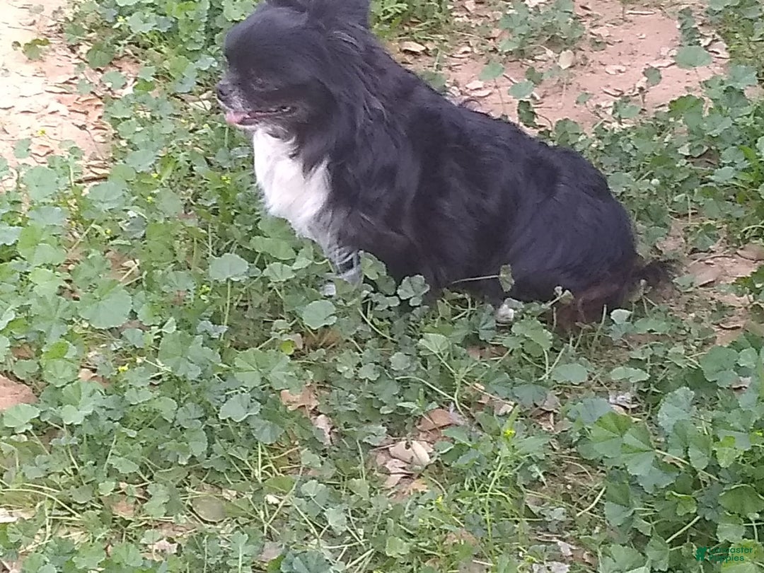 Chihuahua dogs for sale: Full Akc   Dealer - Image 7