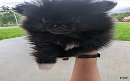 Pomeranian dogs for sale: Booty Boots - Image 2