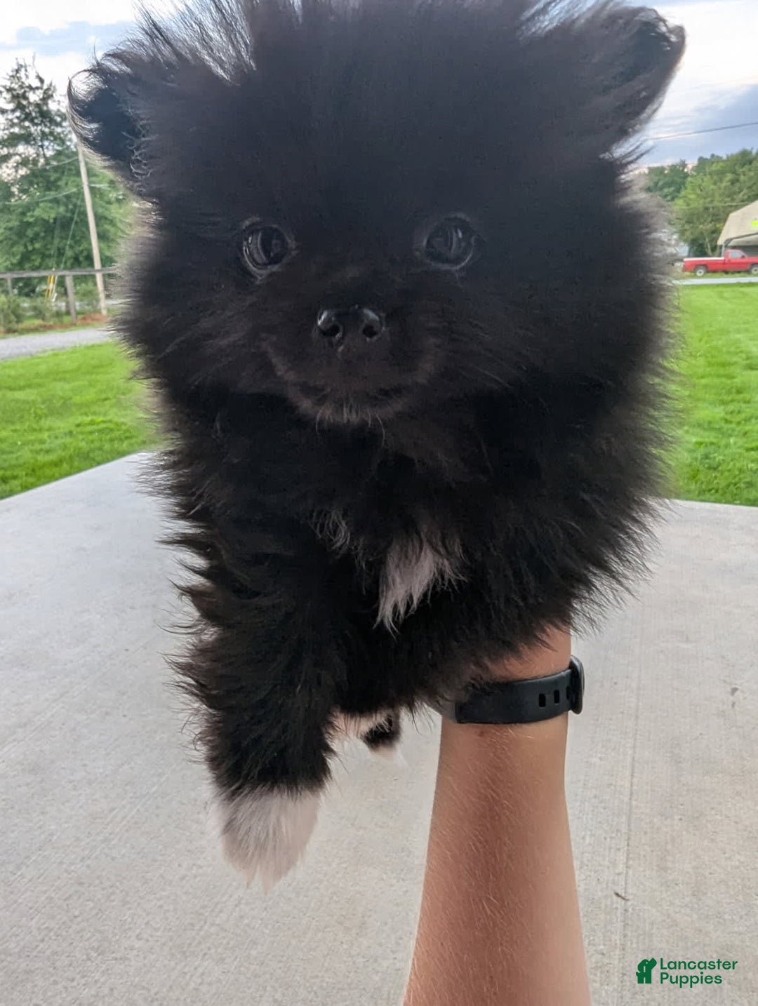 Pomeranian dogs for sale: Booty Boots - Image 2