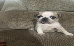Pug dogs for sale: Princess - Image 1
