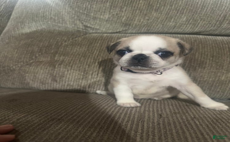 Pug dogs for sale - Ad 1