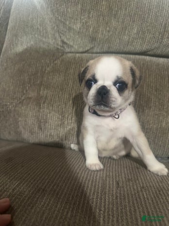 Pug dogs for sale - Ad 1