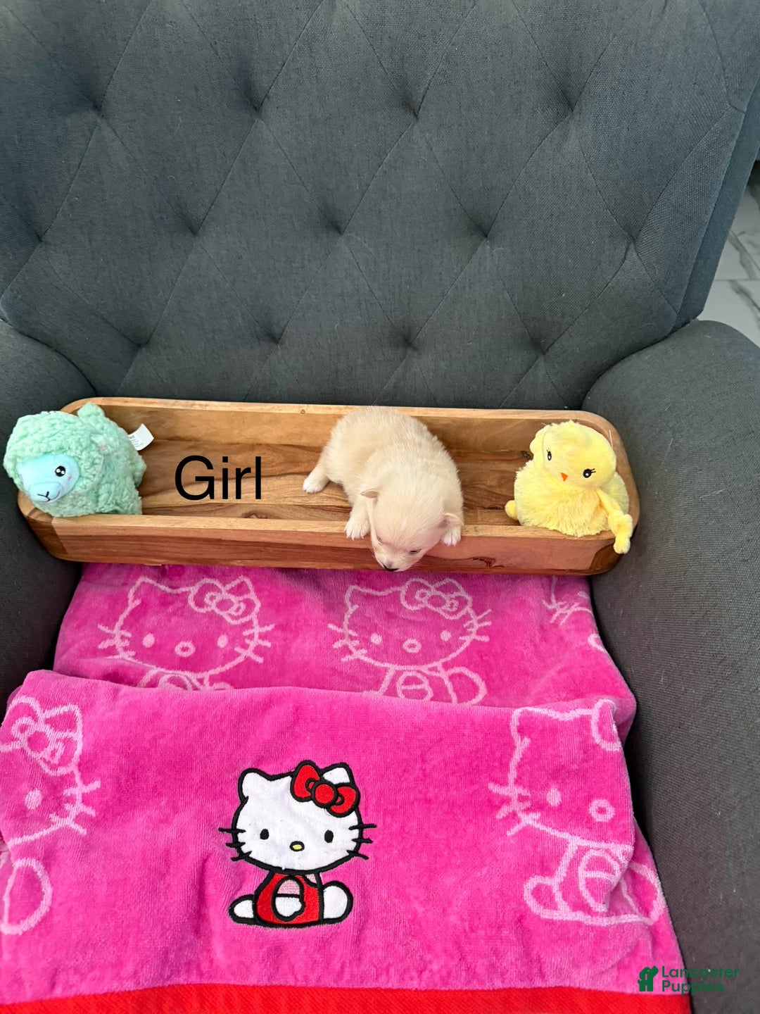 Pomeranian dogs for sale: Willow - Image 2