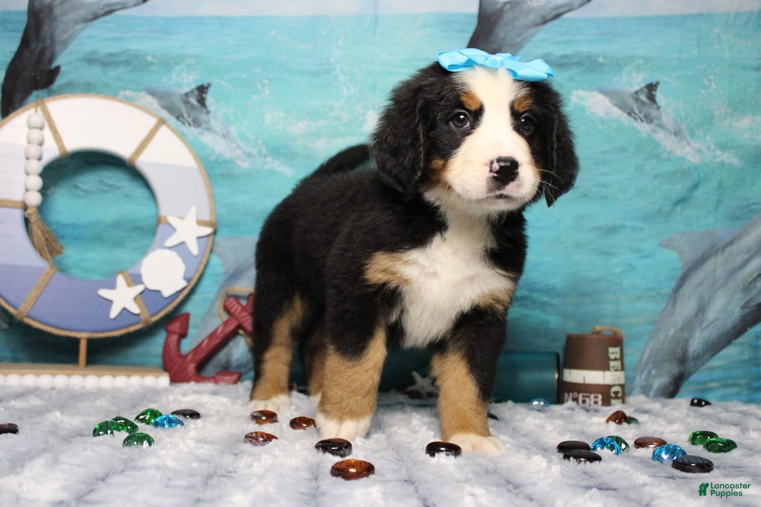Bernese Mountain Dog dogs for sale: Pebbles - Image 34