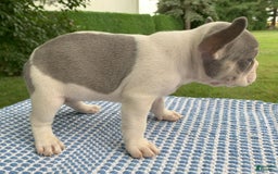 French Bulldog dogs for sale: Rosie - Image 3