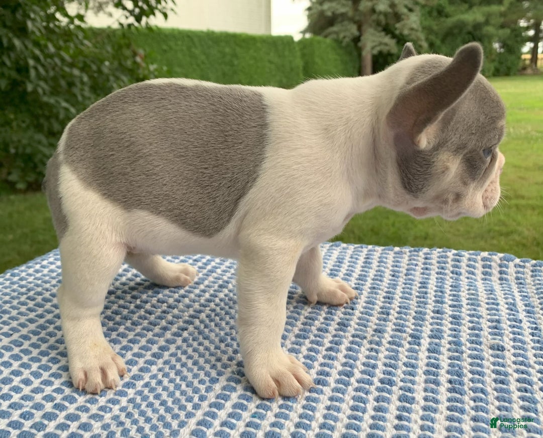 French Bulldog dogs for sale: Rosie - Image 3